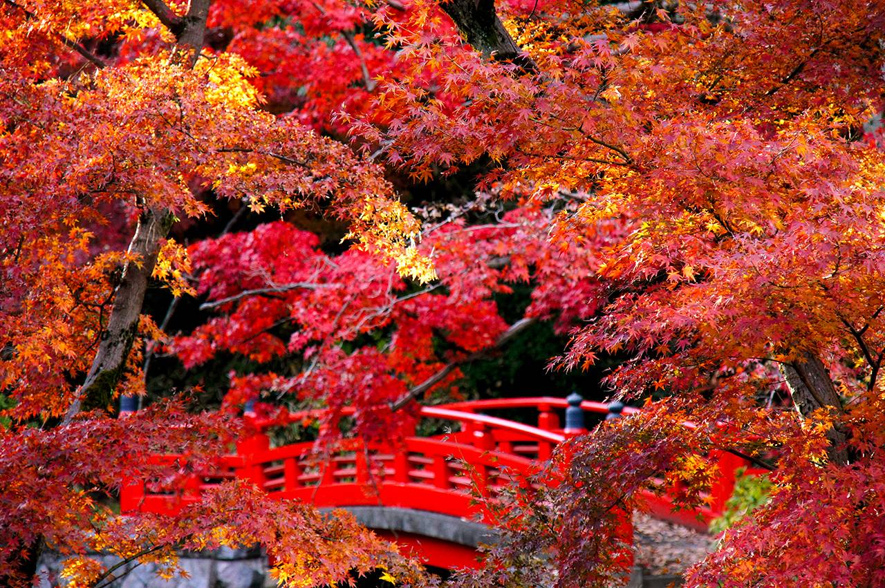 【帶你走入清酒文化】  日本清酒「藏人體驗」、北八岳空中纜車、小緒葡萄酒園、懷石料理、溫泉6天深度遊