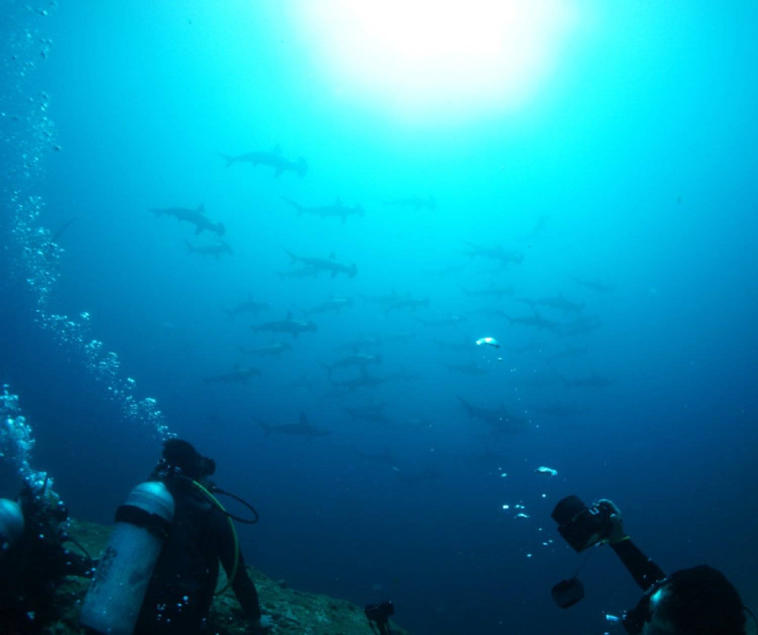 【伊豆】雲見 / 神子元島 與鎚頭鯊共游4日3夜日本潛水自由行套票