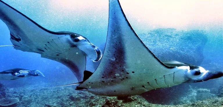 【Bali】峇里島Liberty Dive Resort 4日3夜印尼潛水自由行套票