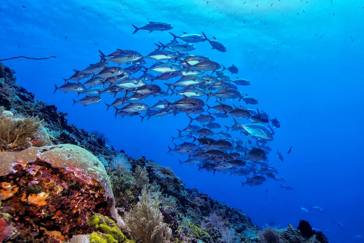 【Indonesia】 Murex Bangka Dive Resort diving package