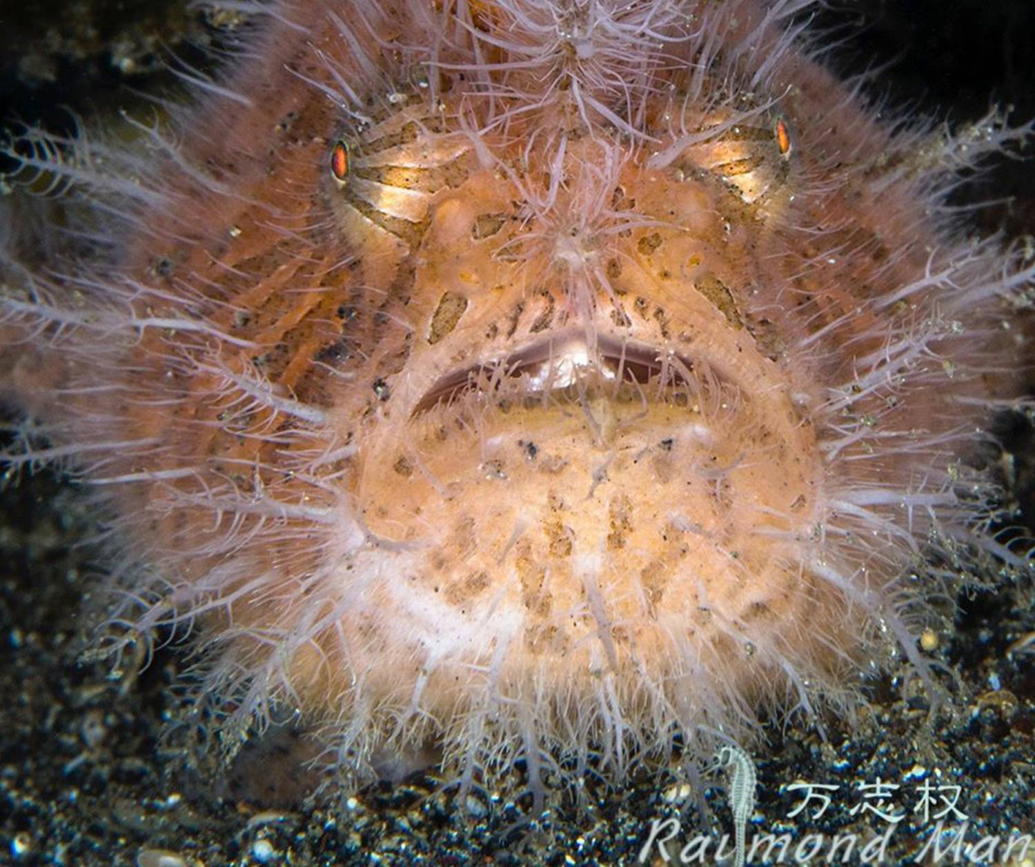 【Indonesia】Bastianos Lembeh Dive Resort 6 days 5 nights diving package