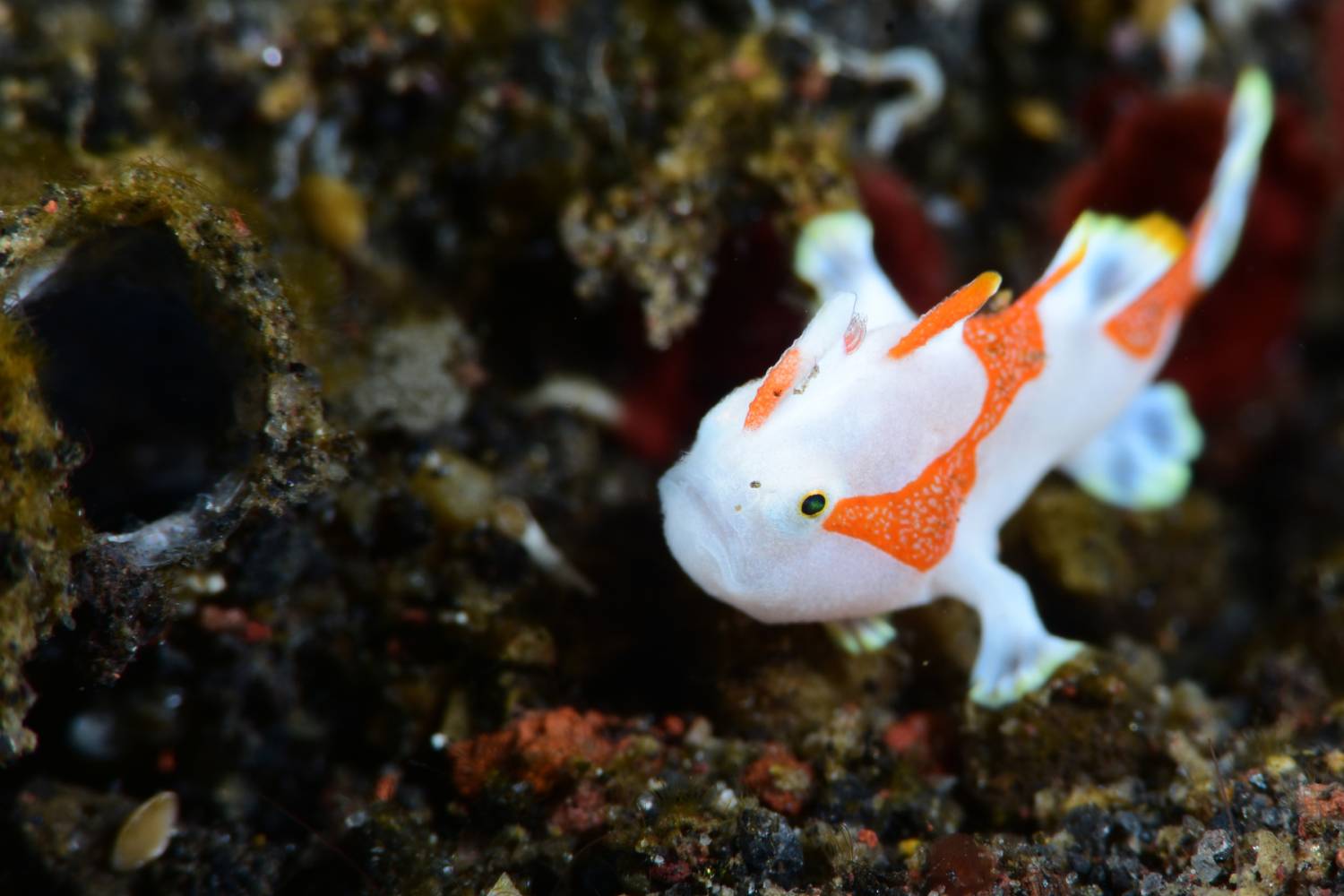 【Anilao】AniSiam Beach House Philippines Diving package