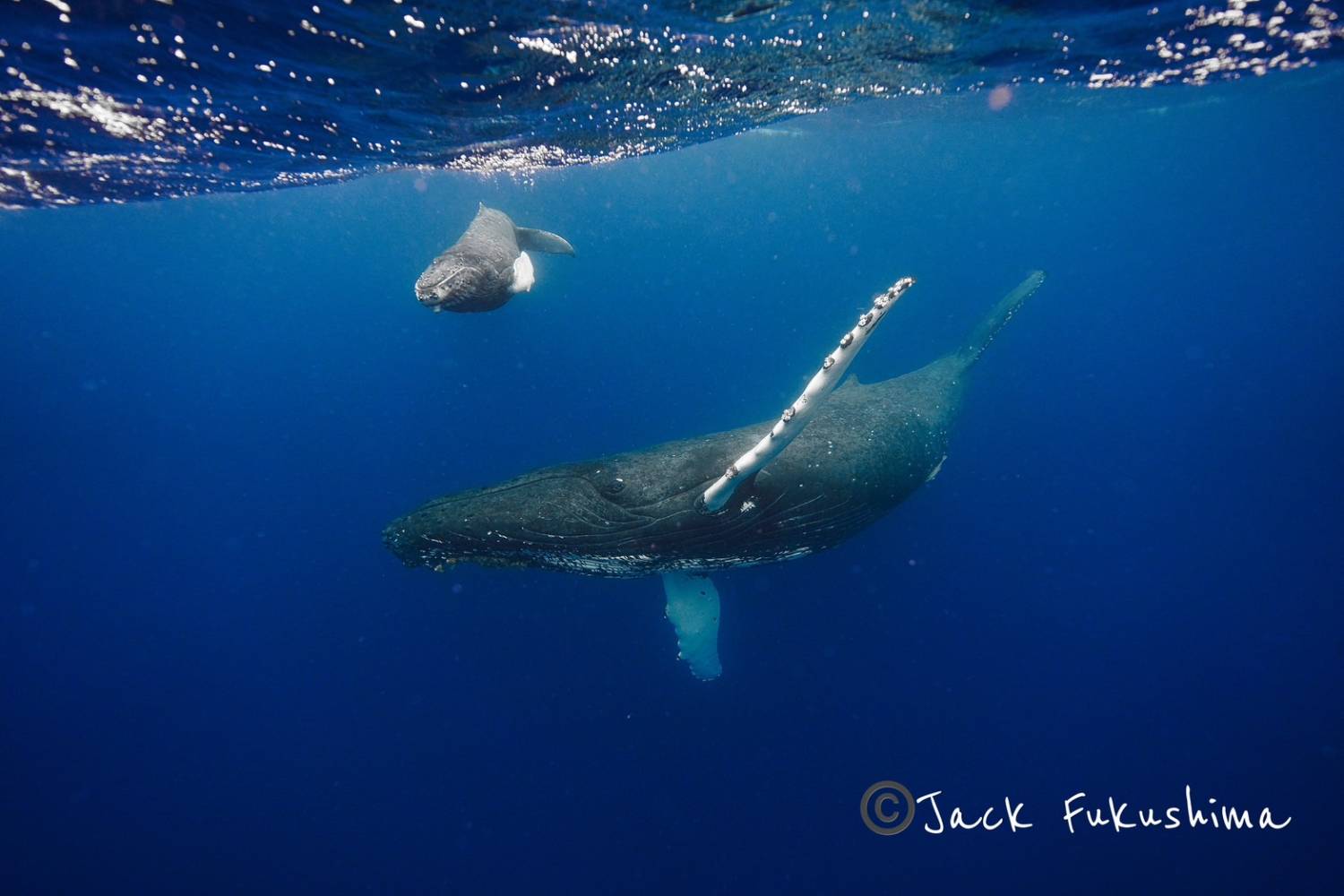 【Okinawa】2026 Whale Swimming Tour (Instructor Berry)