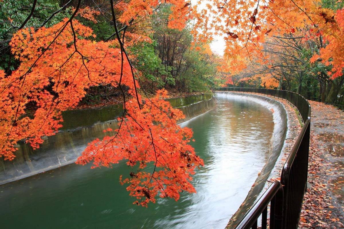 【秋日絕美紅葉旅行團】 白川鄉金澤、加賀溫泉 京都大板秋日深度7天遊