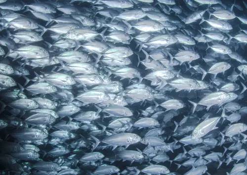 *最後一位，限女性【馬來西亞】2024年6月21至26日 －6日5夜 Sipadan 詩巴丹潛水團