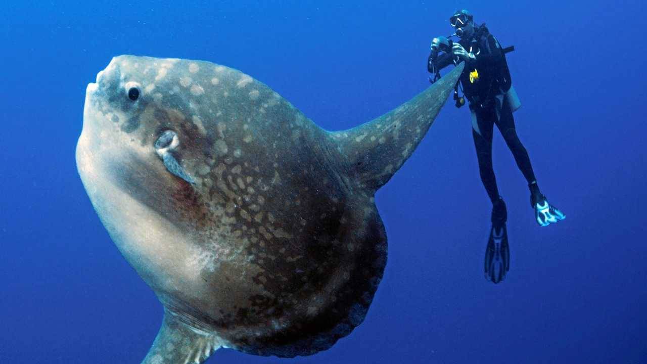 【Bali】8 days 7 Nights Diving Tour with Instructor David (27th SEP to 4th OCT)