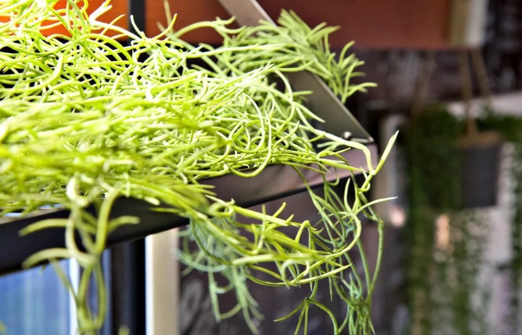 【四國廣島】六人日本露營車24小時自駕遊租用體驗(JHM-Yukiwakamaru)