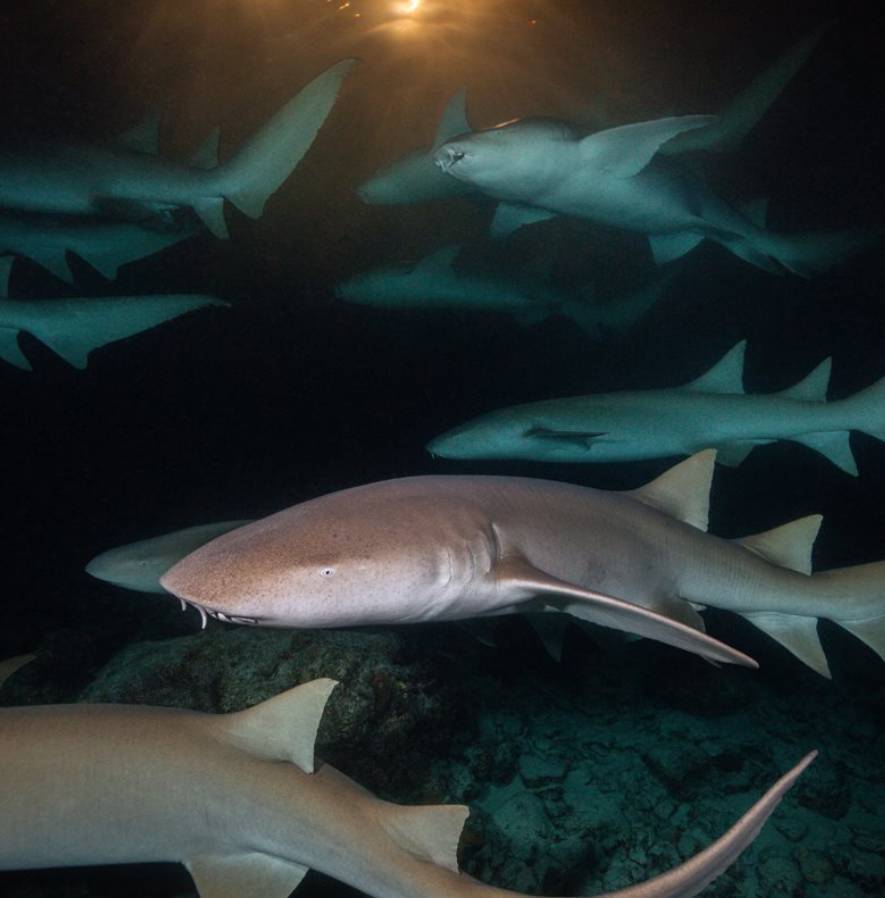 【Ecuador】Liveaboard- Calipso Diving Package