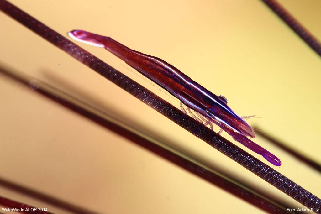 【Lembeh】藍碧島Eco Divers Lembeh 印尼潛水自由行套票