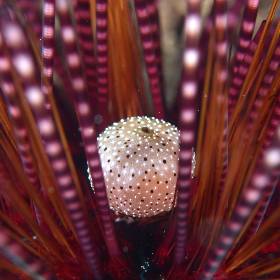 【Izu】Nature Inn Osekan Japan Diving Package