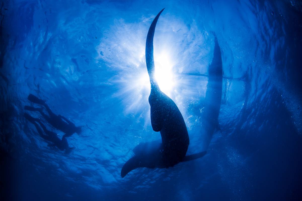 【Bohol】保和島/薄荷島 Oasis Resort 5日4夜菲律賓潛水自由行套票