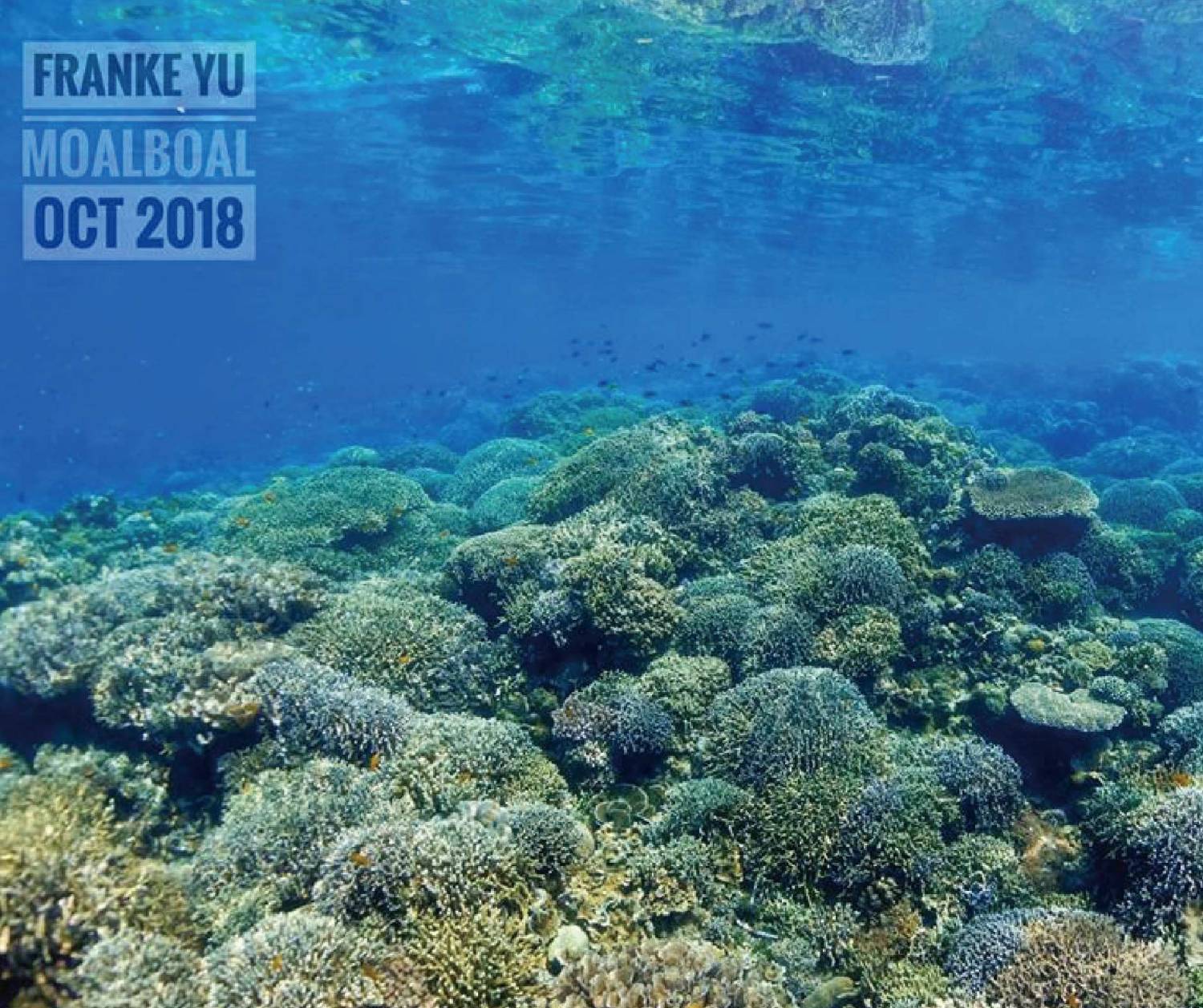 【菲律賓】宿霧開放水域潛水員課程(OW) -香港教練隨行