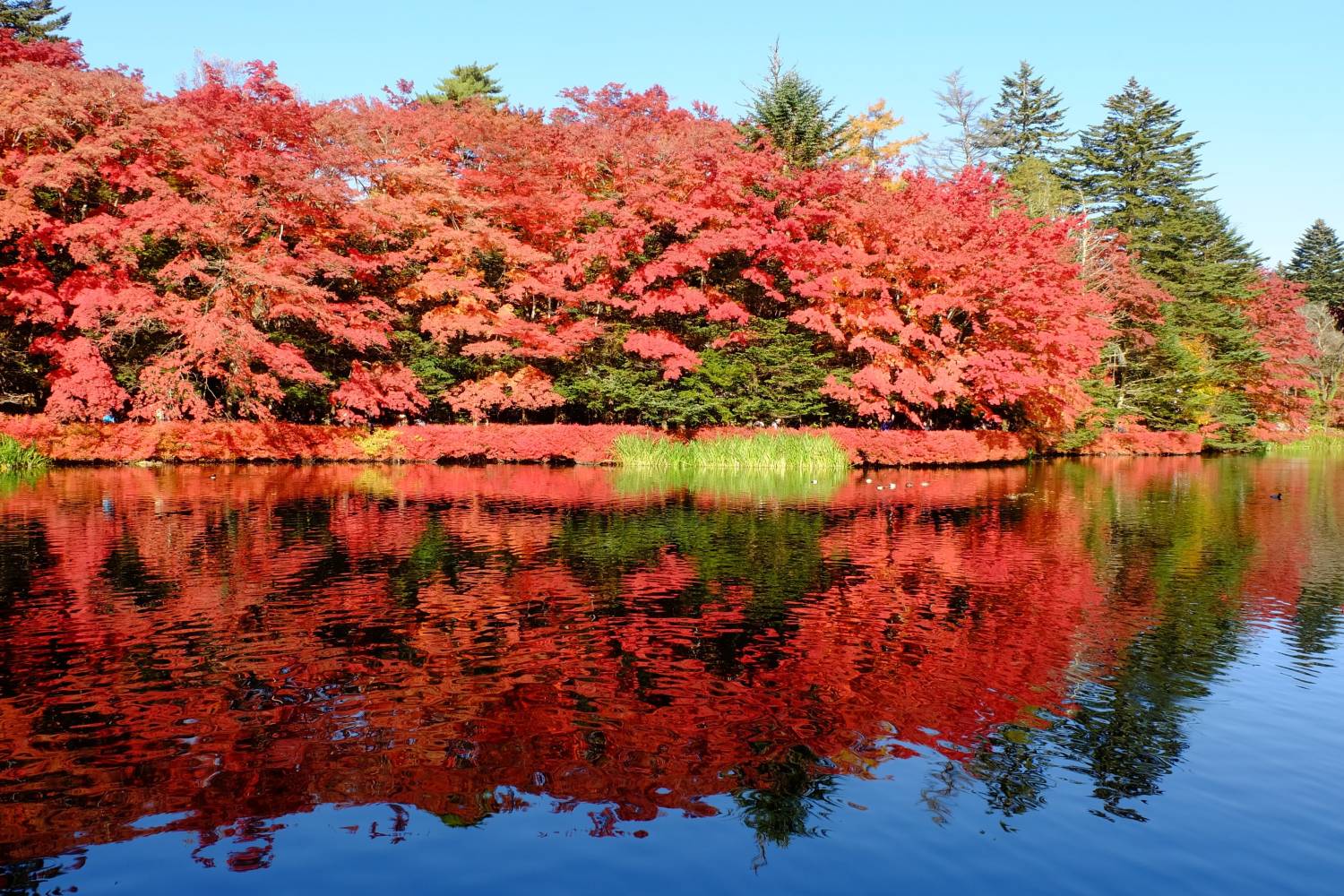 【富士山露營車旅行團】 日本東京七日六夜 秋日紅葉 露營車旅行團