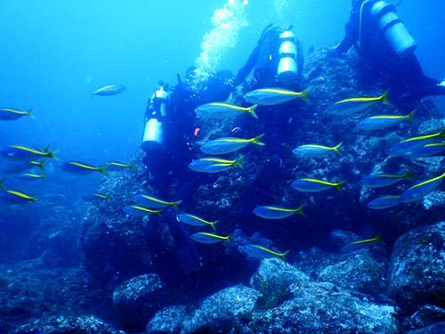 【神子元島】與鎚頭鯊共游潛水5日4夜旅遊潛水團
