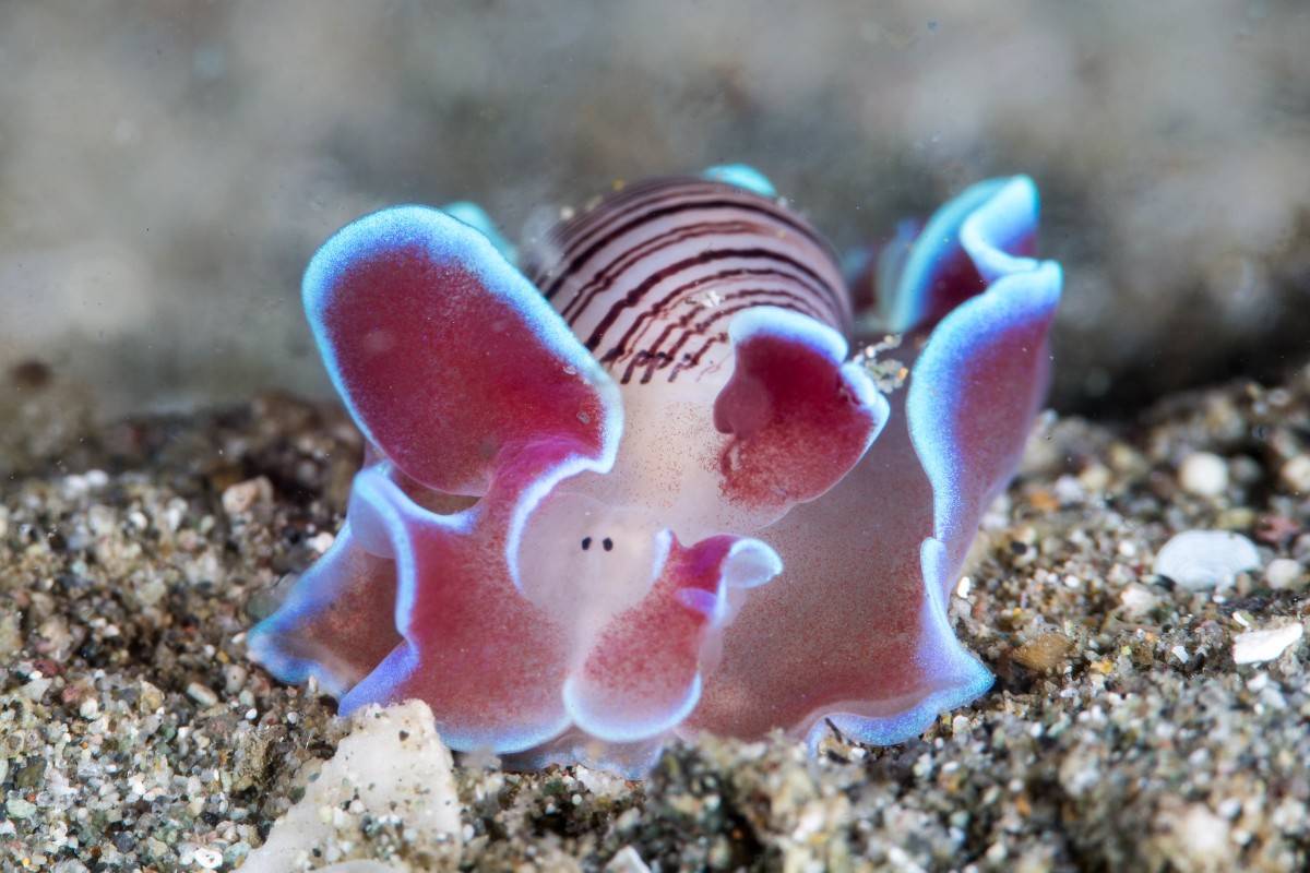 【Anilao】阿尼洛Buceo Anilao Beach & Dive Resort 5/4日潛水課程套票