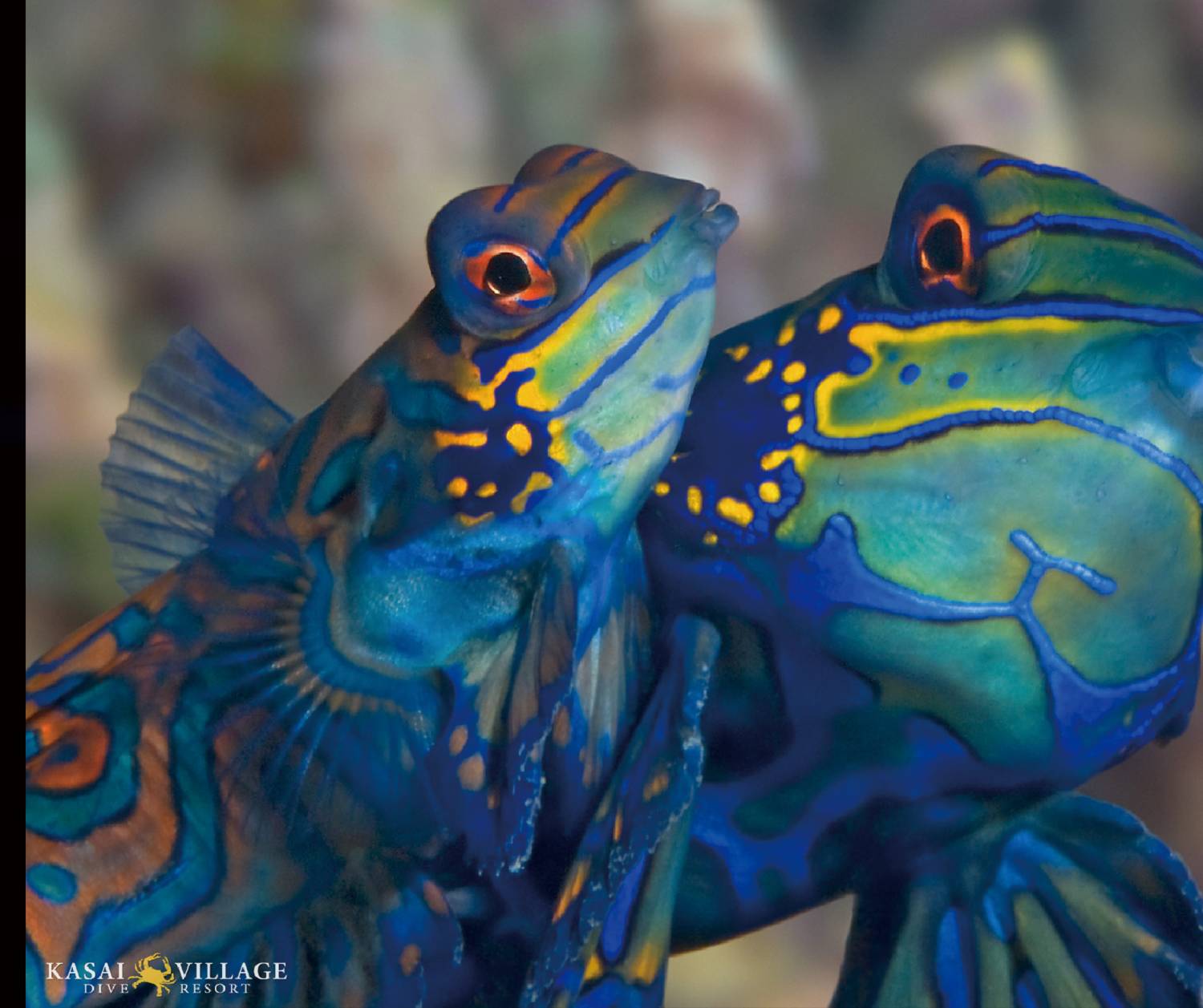 【Moalboal】Kasai Village Dive Resort 4 days 3 nights Philippine Diving package