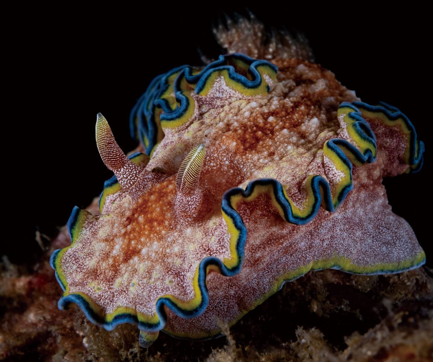 【Anilao】Solitude Acacia Resort Philippines Diving package