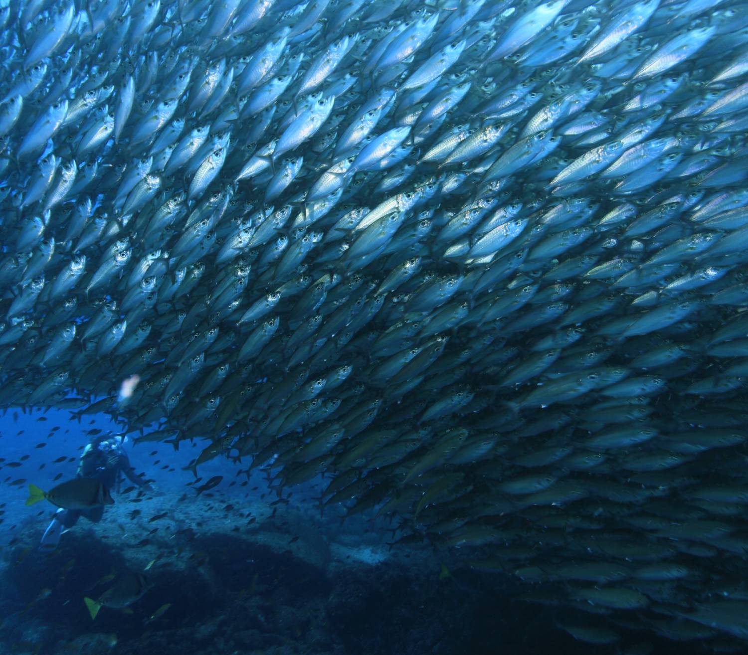 【Mexico】Sea of Cortezs Liveaboard M/V Valentina
