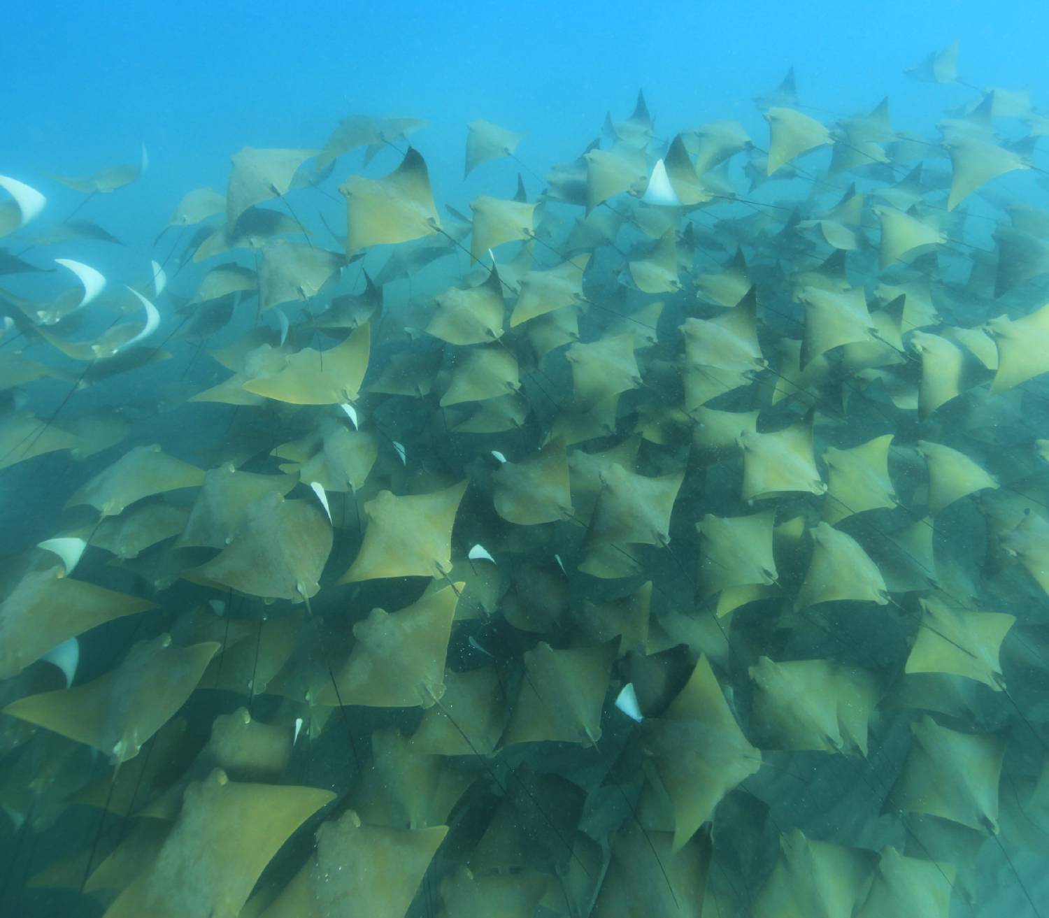 【Mexico】Sea of Cortezs Liveaboard M/V Valentina