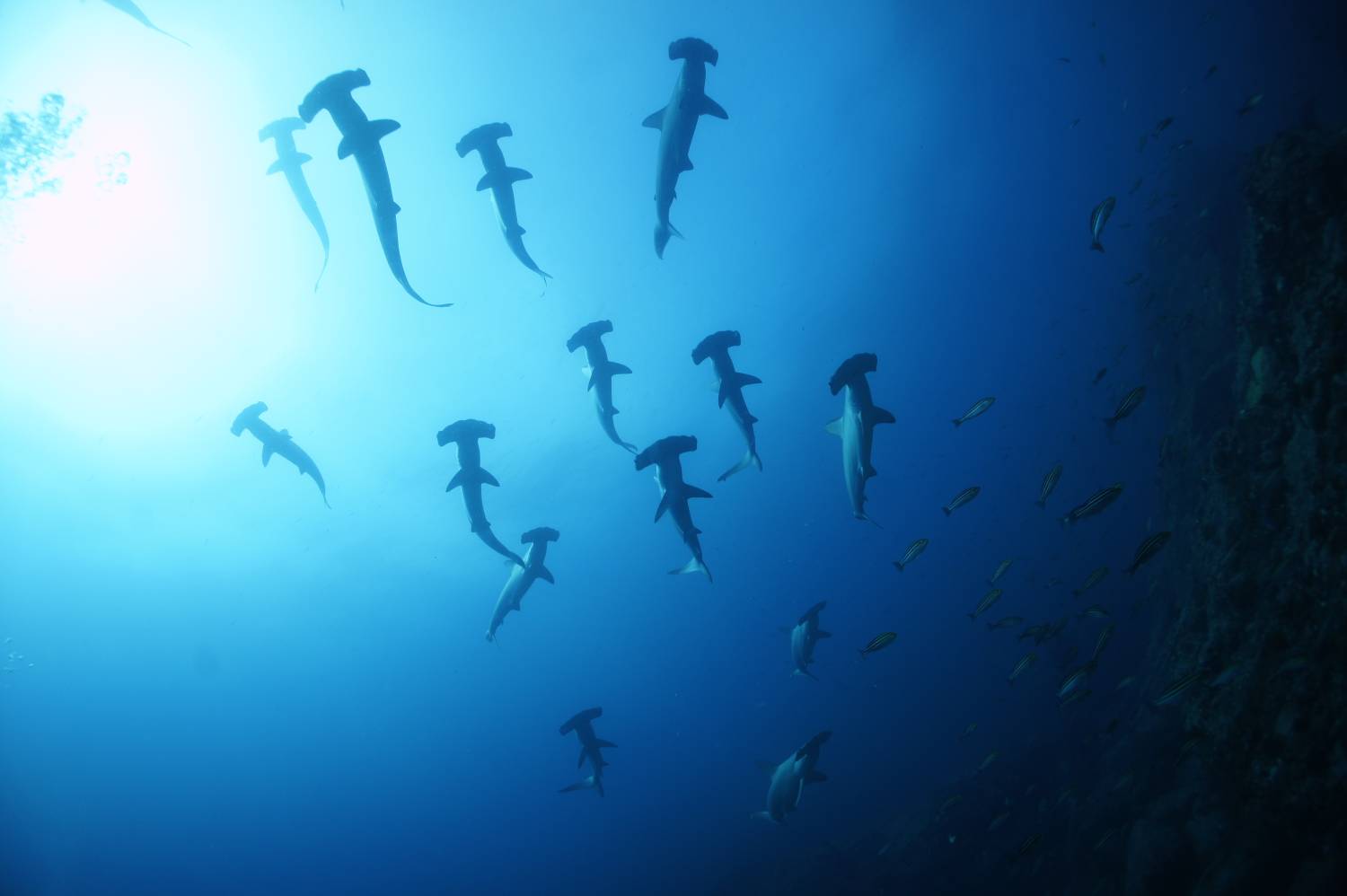 【伊豆】雲見 / 神子元島 與鎚頭鯊共游4日3夜日本潛水自由行套票