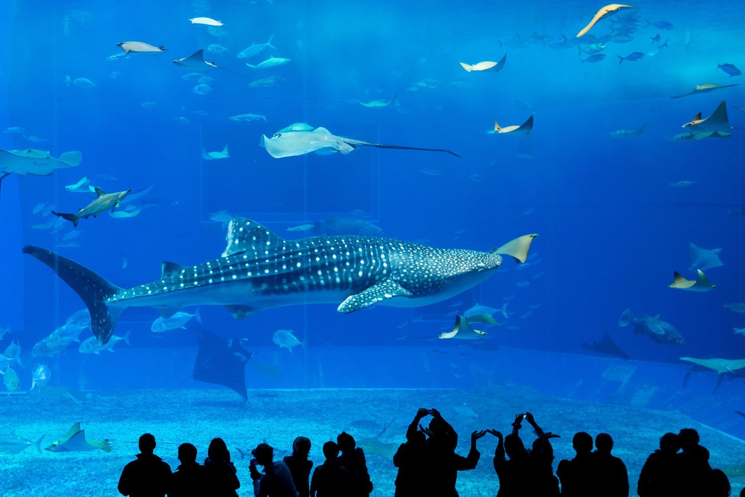 【Okinawa】Japan 5ppl RV Caravan 48 hours Flight & Drive Package(CRB771)