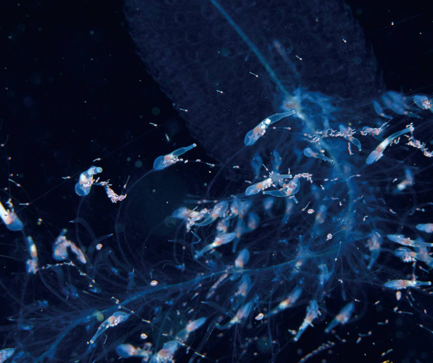 【Puerto Galera】波塞羅拉島 Atlantis Puerto Galera 菲律賓潛水自由行套票