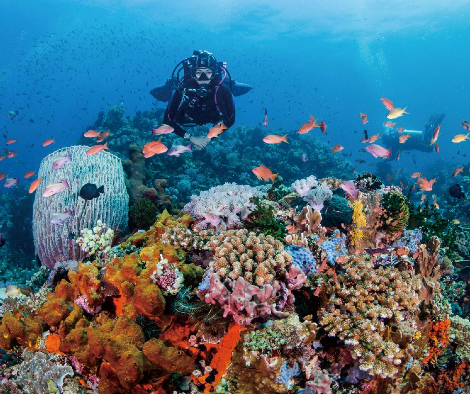 【Anilao】Solitude Acacia Resort Philippines Diving package