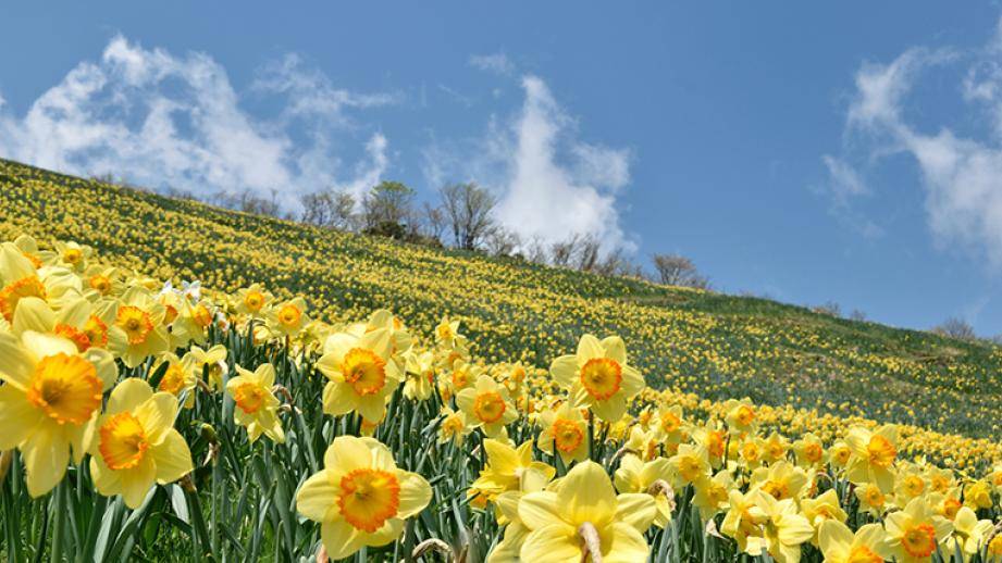 【大阪】六人日本露營車自駕遊租用體驗(C-52SP)