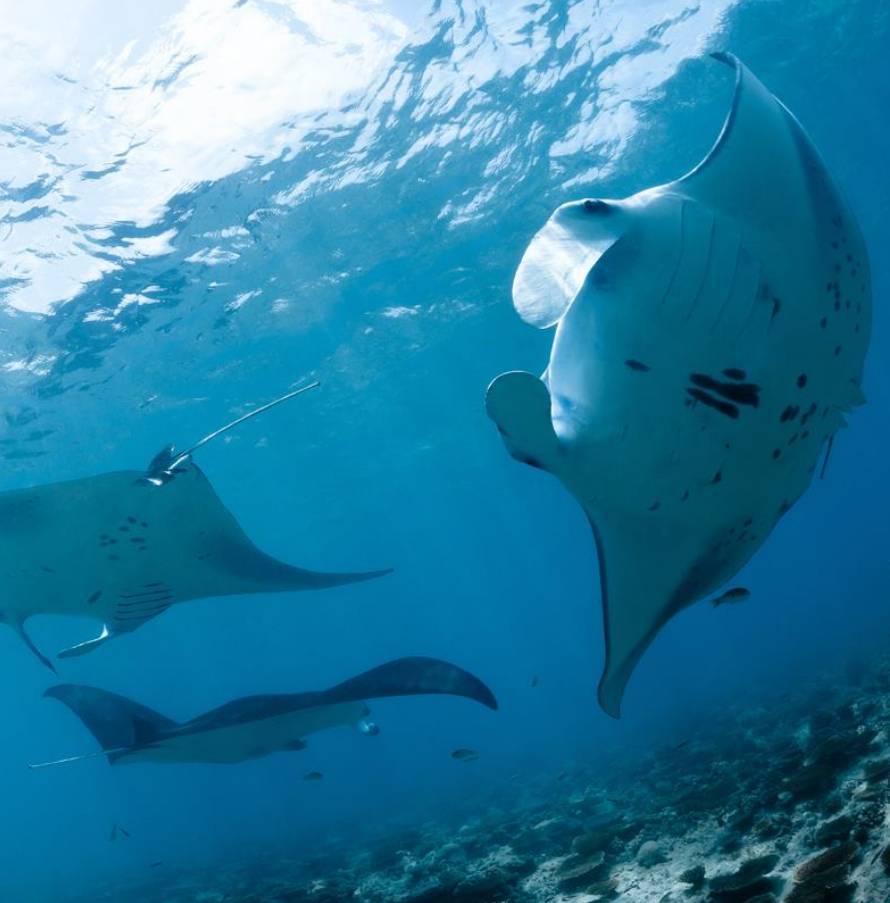 【Ecuador】Liveaboard- Calipso Diving Package