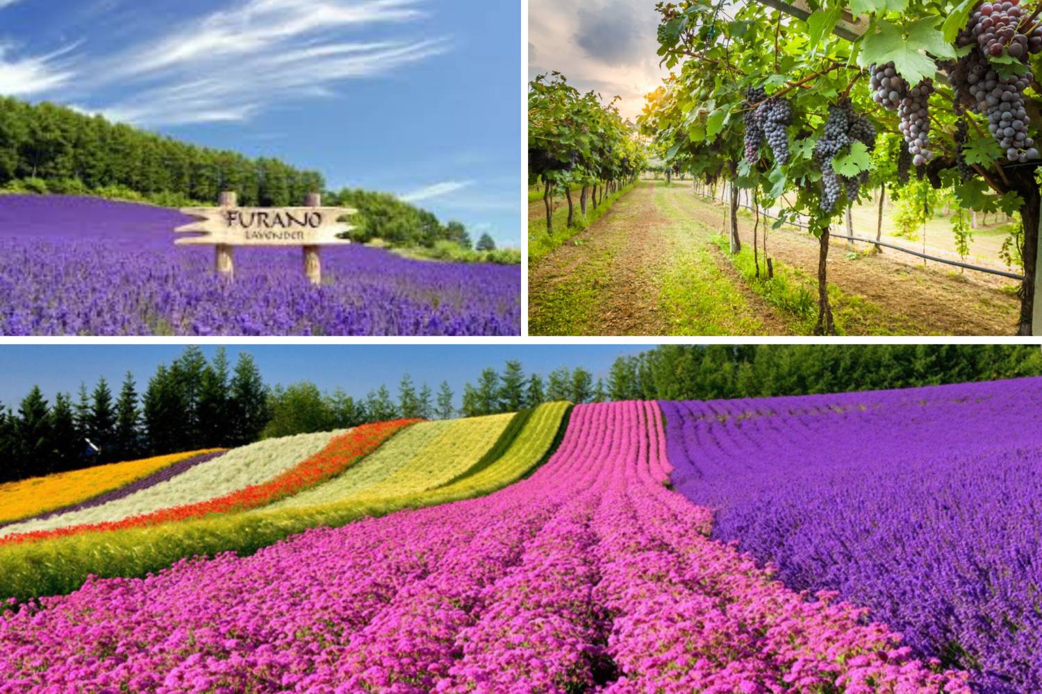 【北海道出發】日本「普羅旺斯」富良野迷人花田、任食北海道蜜瓜、七彩拼圖美瑛四季彩之丘 一天遊