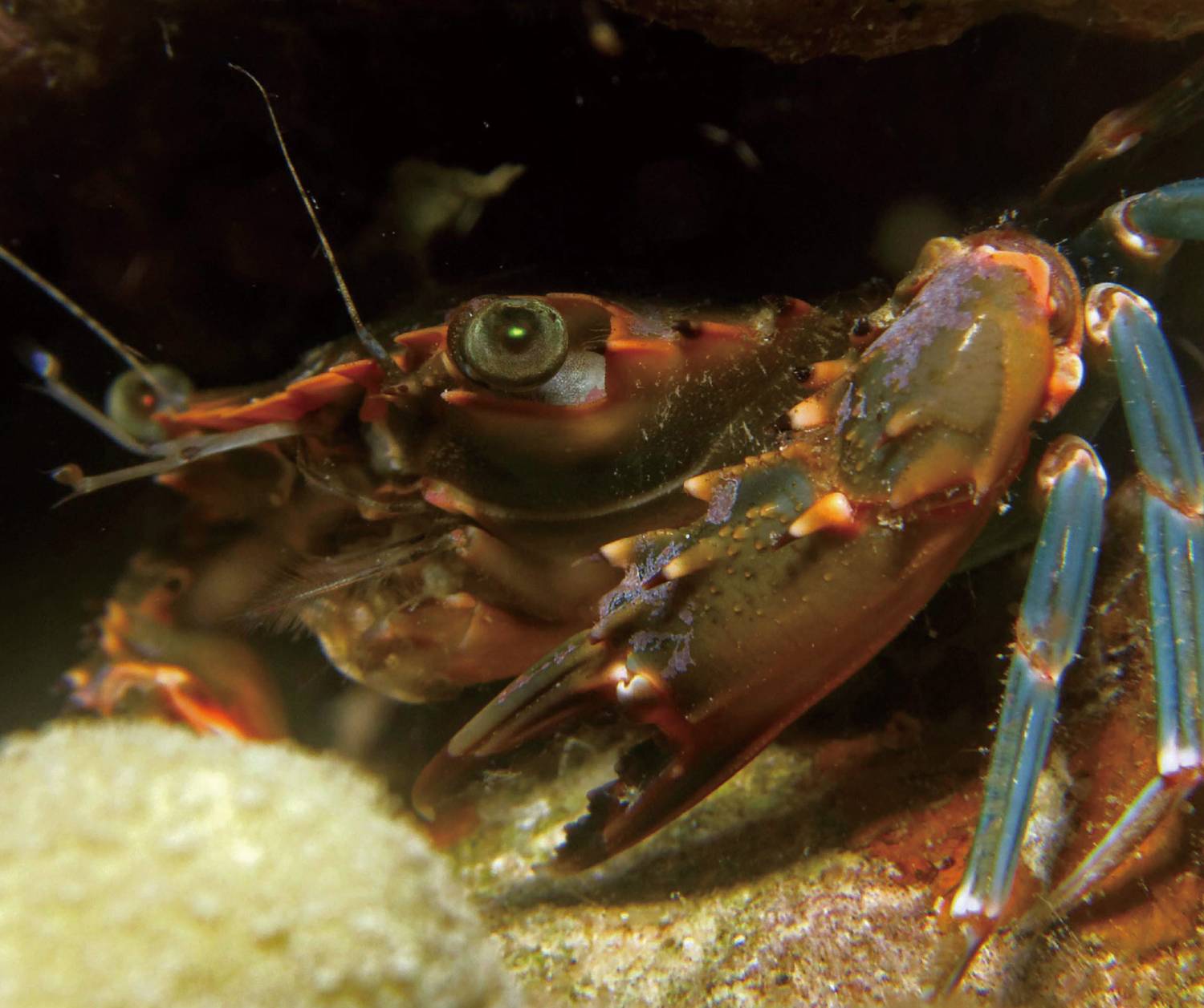 【Romblon】The Three P Holiday & Dive Resort 4 days 3 nights Philippines diving package