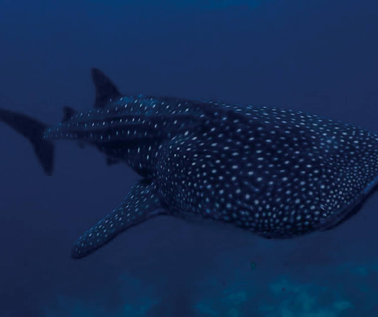 【Dumaguete】Azure Dive Resort Philippines Diving package