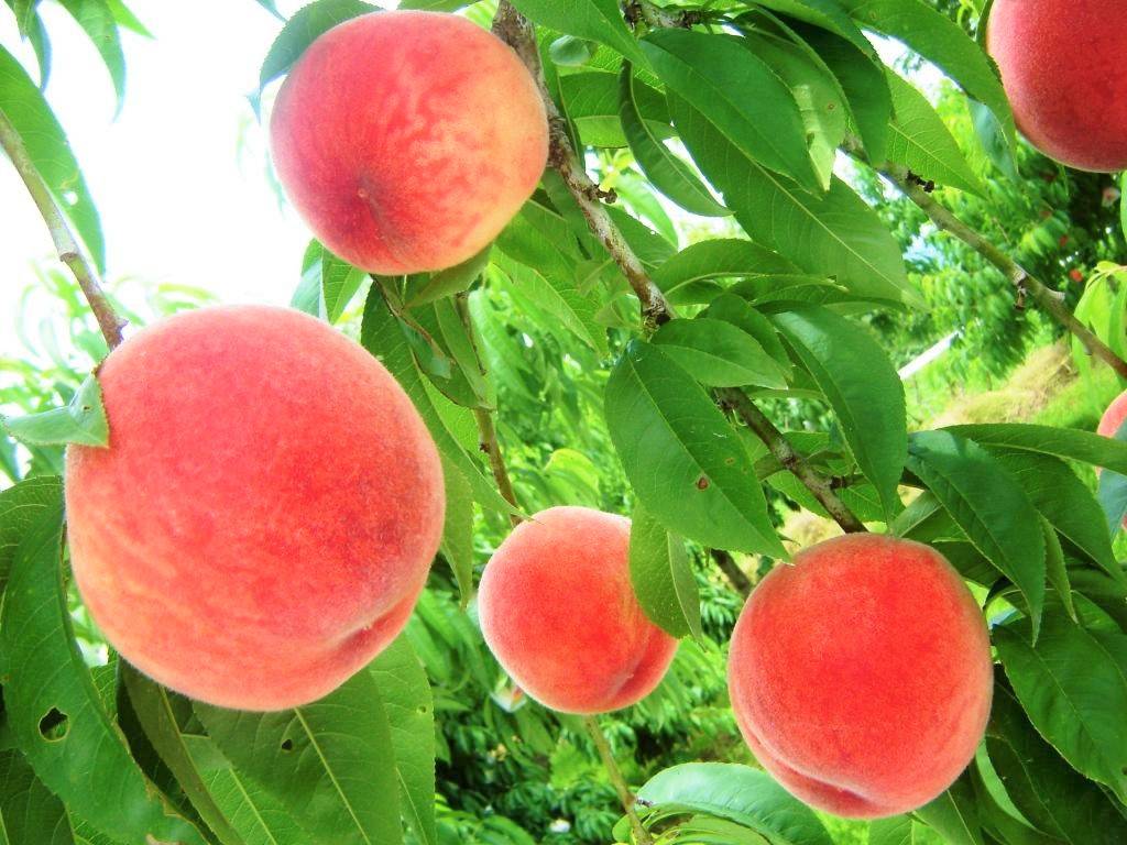 【大阪出發】和歌山採摘桃、親親貓車長、黑潮市場一天遊