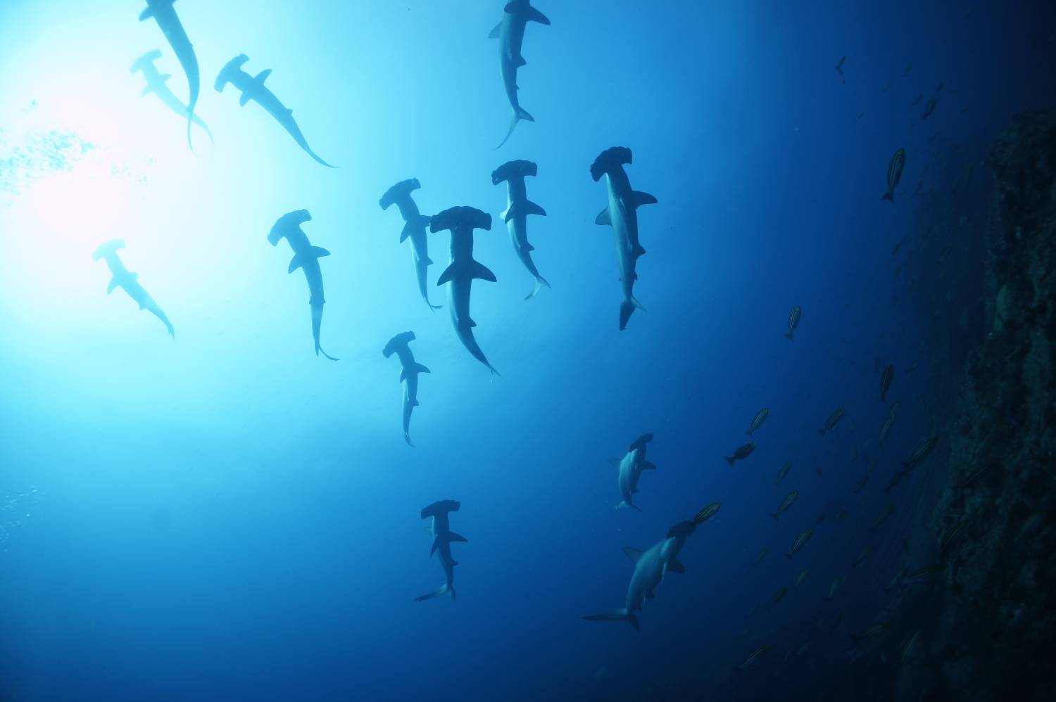 【伊豆】雲見 / 神子元島 與鎚頭鯊共游4日3夜日本潛水自由行套票