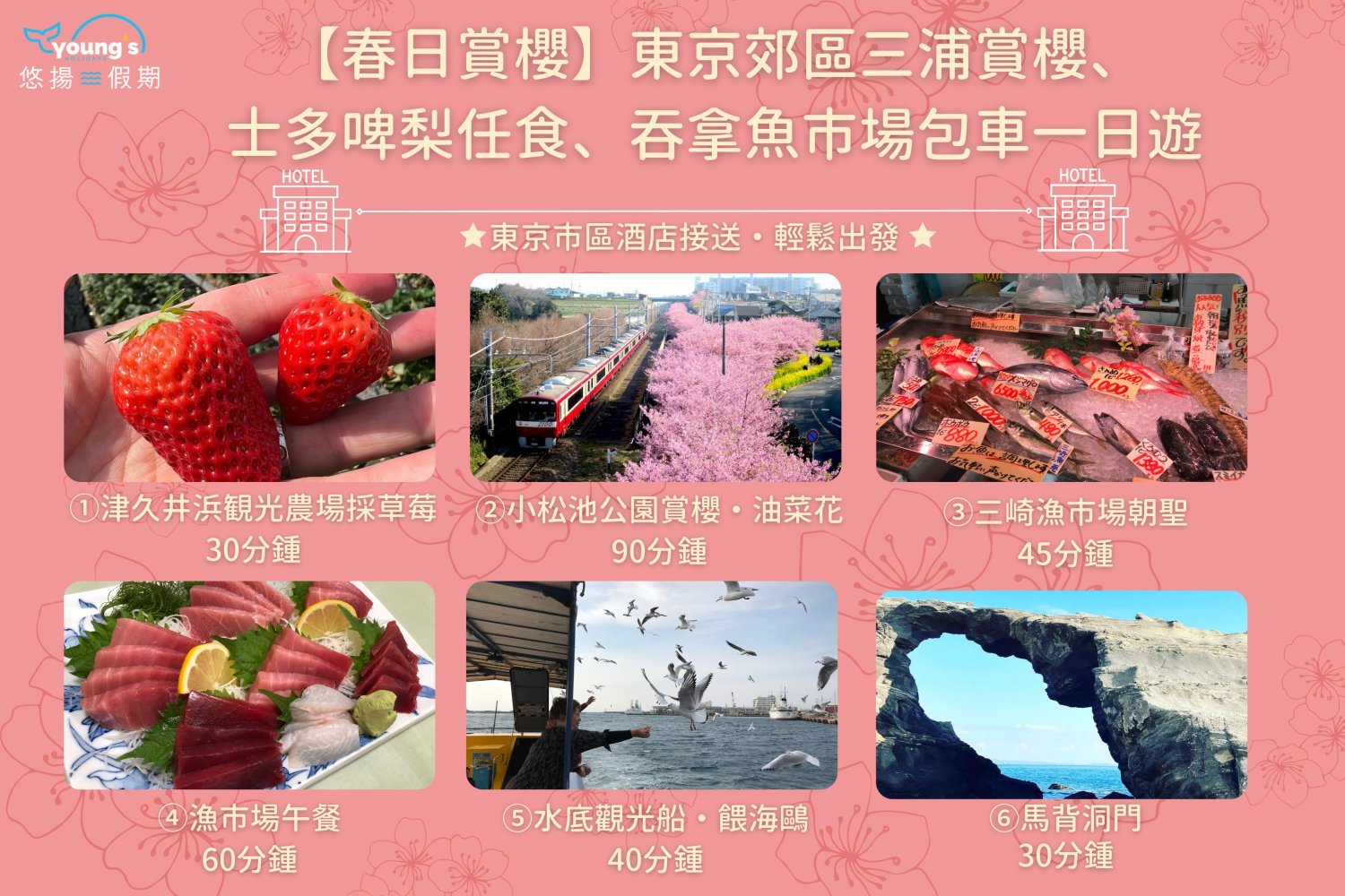 【春日賞櫻】東京郊區三浦賞櫻、士多啤梨任食、吞拿魚市場包車一日遊