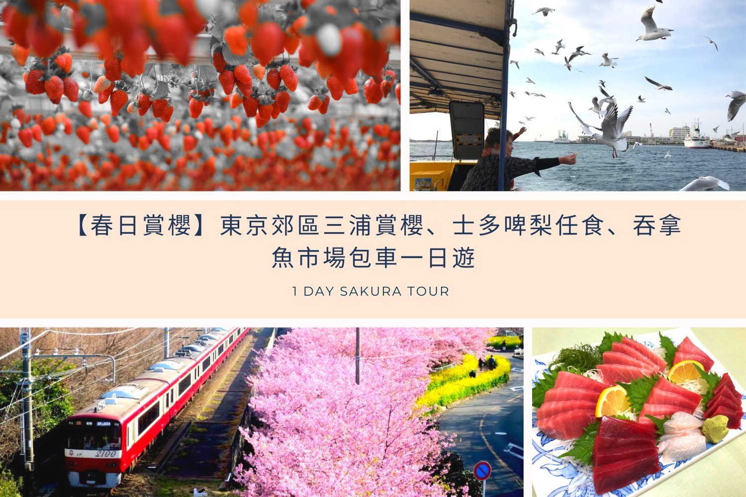 【春日賞櫻】東京郊區三浦賞櫻、士多啤梨任食、吞拿魚市場包車一日遊