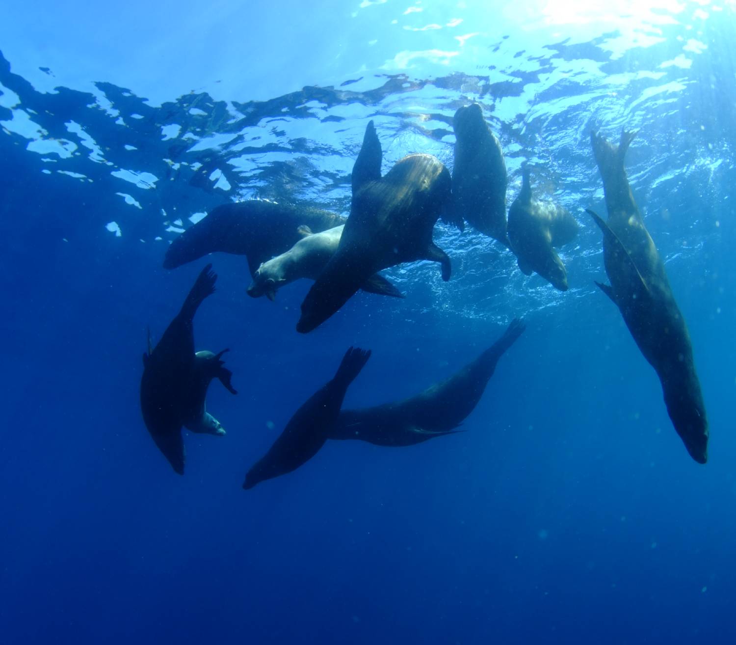 【Mexico】Sea of Cortezs Liveaboard M/V Valentina