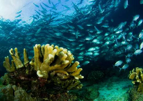 *最後一位，限女性【馬來西亞】2024年6月21至26日 －6日5夜 Sipadan 詩巴丹潛水團