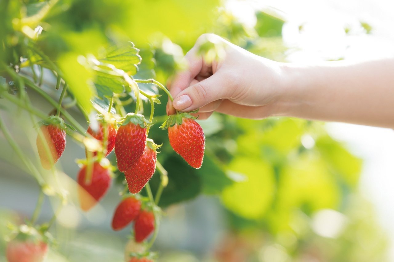 【章姫聖地】東京山梨富士果園採草莓60分鐘吃到飽體驗