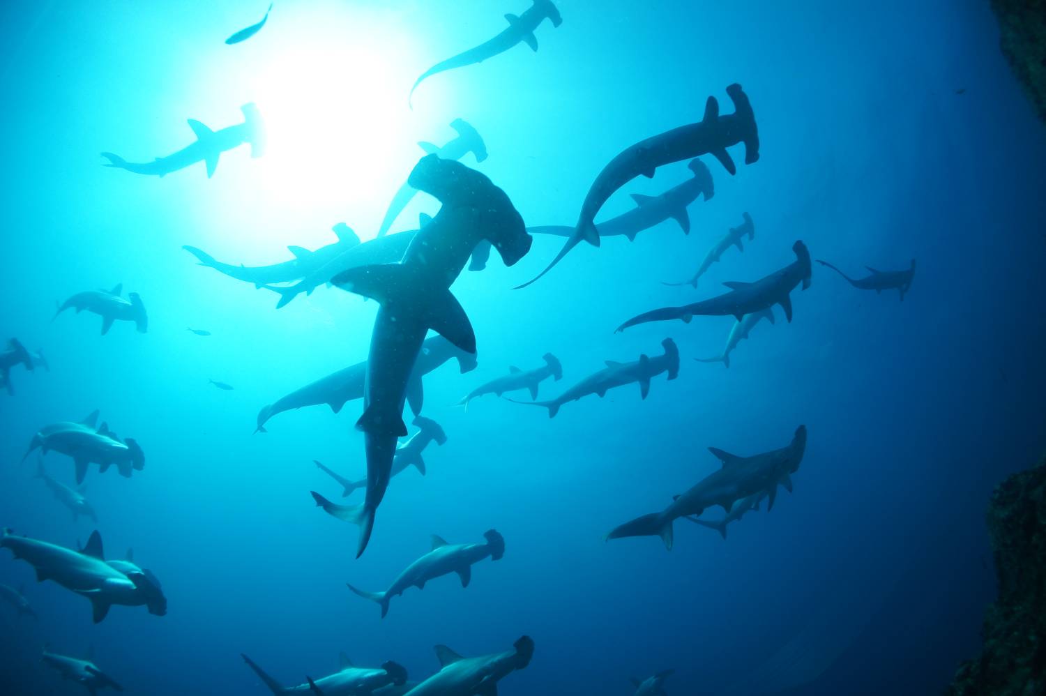 【伊豆】雲見 / 神子元島 與鎚頭鯊共游4日3夜日本潛水自由行套票