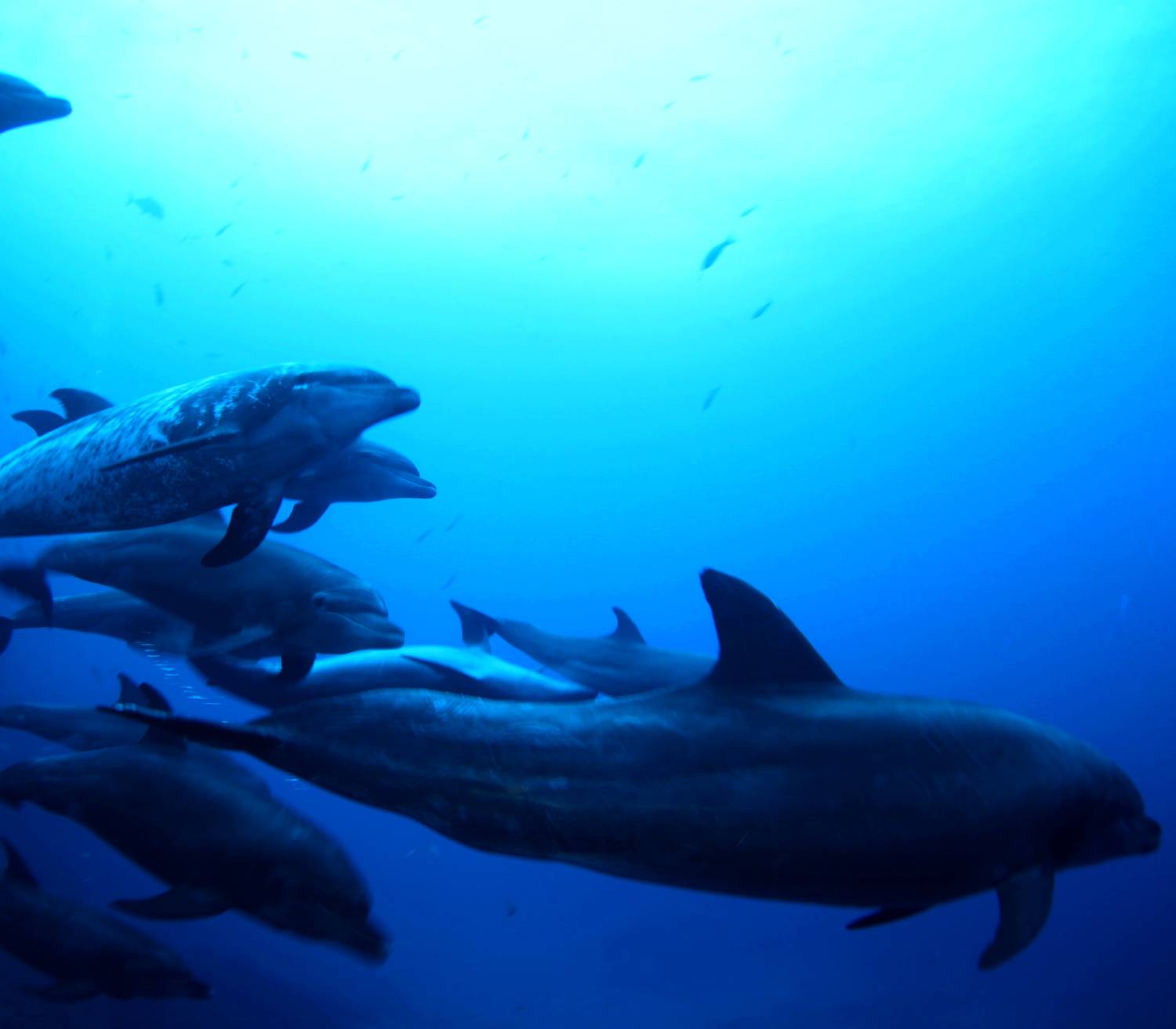 【Mexico】10 Days 9 Nights Mexico Socorro Islands  Liveaboard M/V Valentina