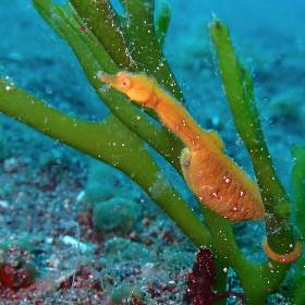 【Izu】Nature Inn Osekan Japan Diving Package