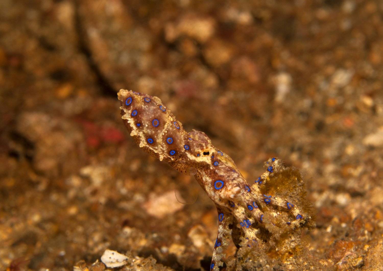 【Anilao】AniSiam Beach House Philippines Diving package