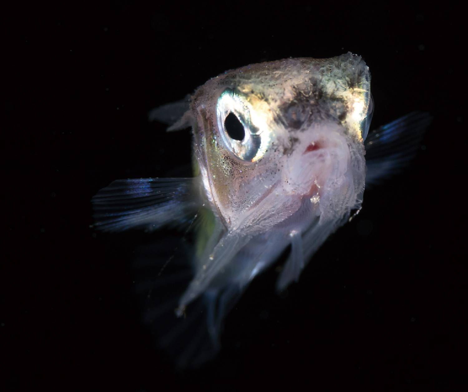 【Anilao】Solitude Acacia Resort Philippines Diving package